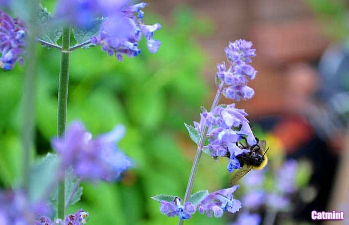 Catmint Catmint