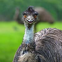 Emus