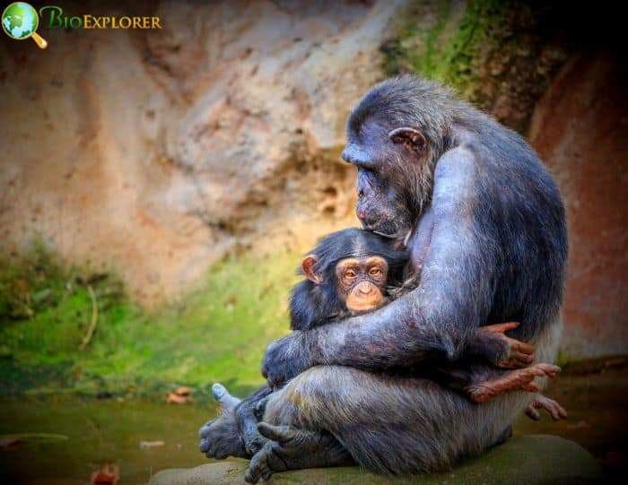 Human and Ape Human and Ape