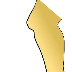 Knee Joint Knee Joint