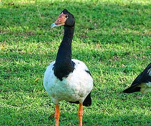 Magpie Goose (Anseranas semipalmata)