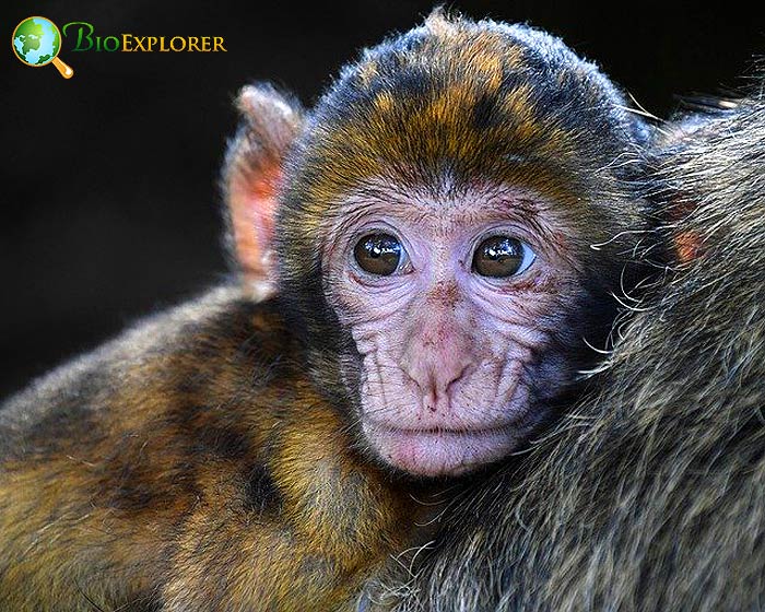 Monkey Fossils Monkey Fossils