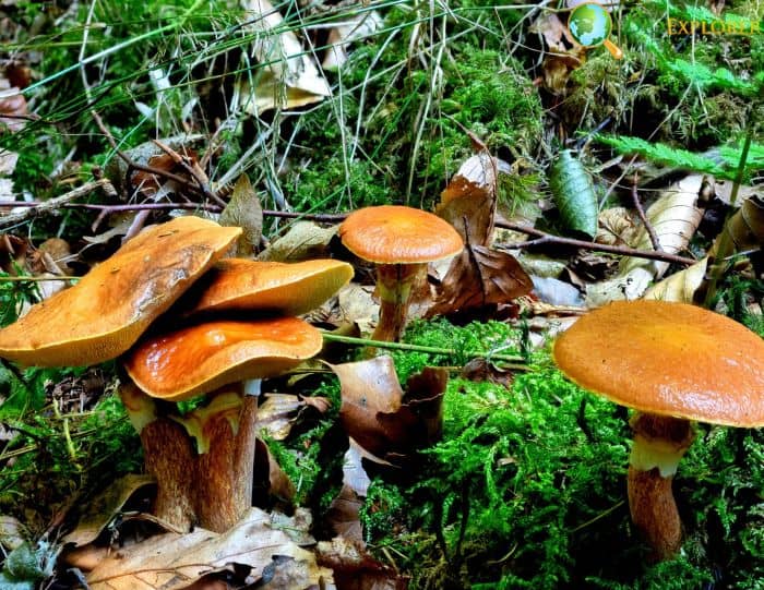 Mycorrhizal Fungi Mycorrhizal Fungi