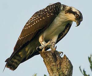 Osprey Osprey