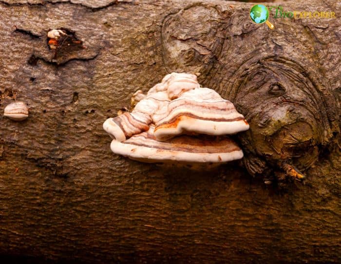 Parasitic Fungus Parasitic Fungus