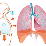 respiratory system fun fact inhale exhale cycle