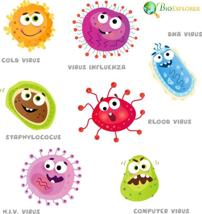 Virus Virus