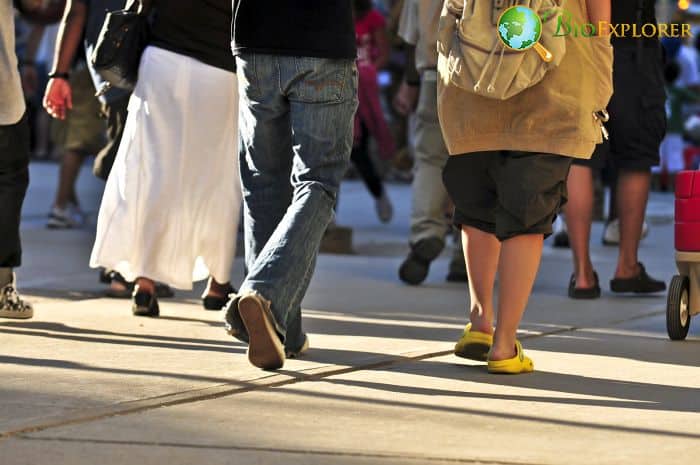 Walking Upright Walking Upright