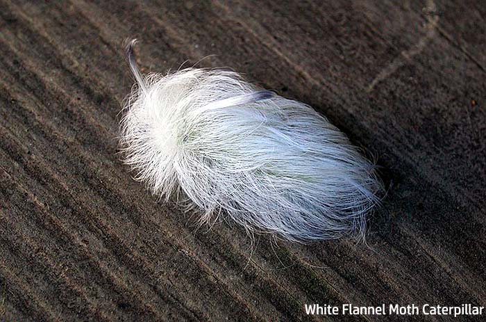 white flannel moth caterpillar white flannel moth caterpillar