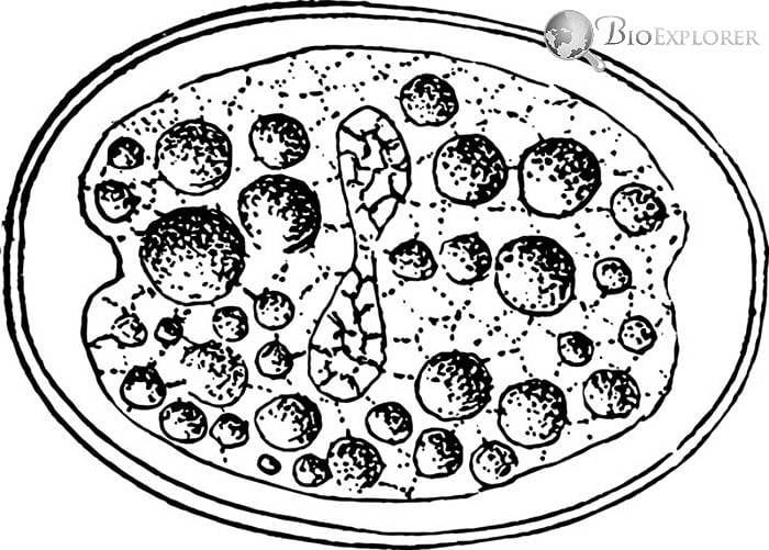 Zygote Cell Division Zygote Cell Division
