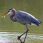 Great Blue Heron In Massachusetts Great Blue Heron In Massachusetts