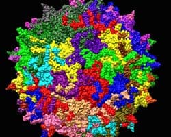 Adeno-Associated Viruses Adeno-Associated Viruses