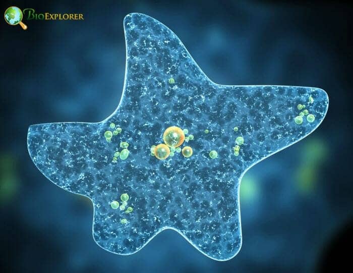 9 Amoeba 9 Amoeba