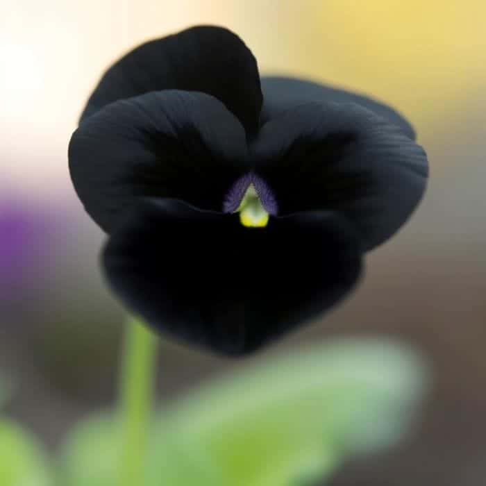 Calla Viola 21 Black Flowers For Your Garden | Black Blooms | BioExplorer