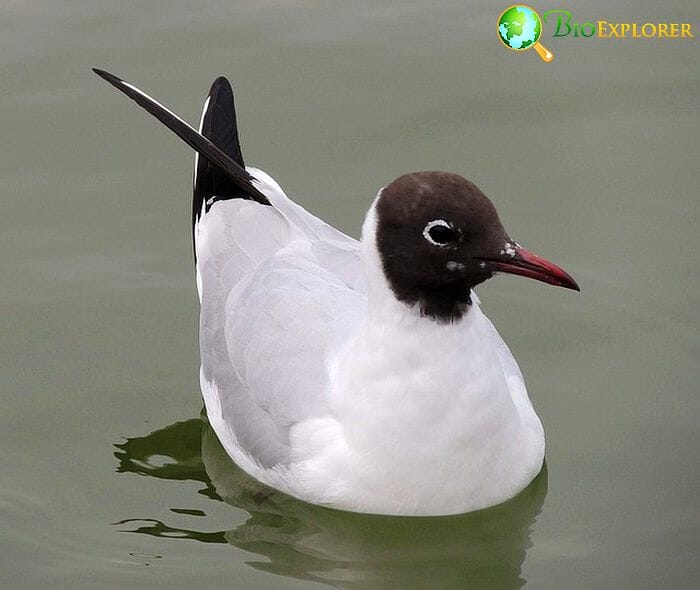 Bonaparte's Gull (Bird Of Oregon) Bonaparte's Gull (Bird Of Oregon)