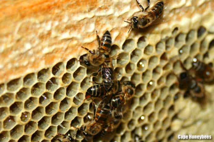 Cape Honeybees Cape Honeybees