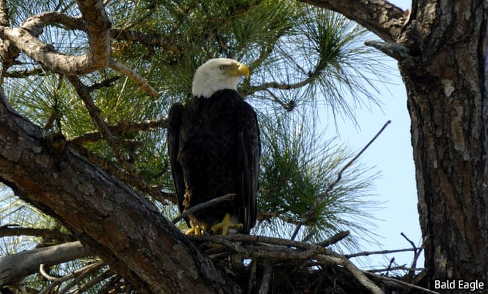 Florida Bald Eagle Florida Bald Eagle