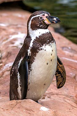 Humboldt Penguin Humboldt Penguin