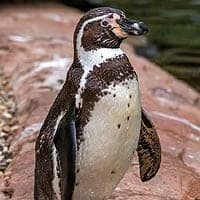 Humboldt Penguin