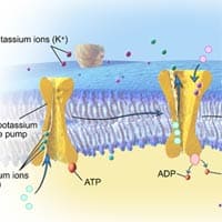 Potassium sodium ions Potassium sodium ions