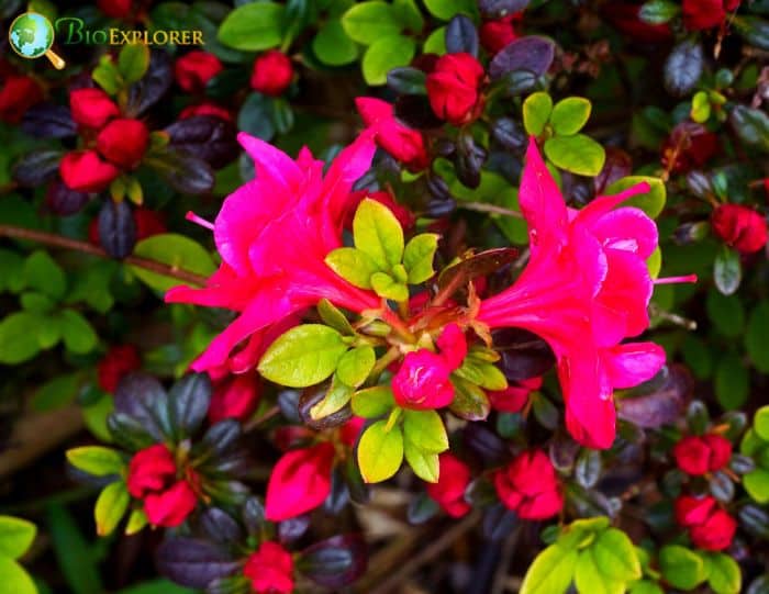 Rhododendron Hersheys Red