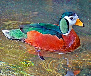 African Pygmy Goose (Nettapus auritus)