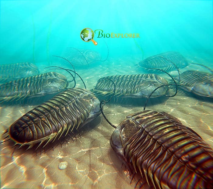 Cambrian Explosion Cambrian Explosion