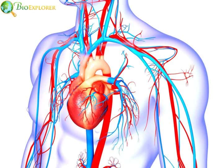 Cardiovascular Fitness Cardiovascular Fitness