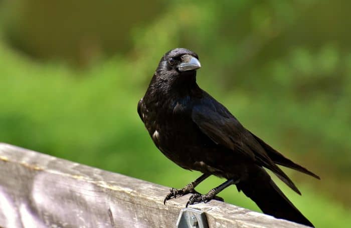 Is it a raven or carrion crow? Is it a raven or carrion crow?