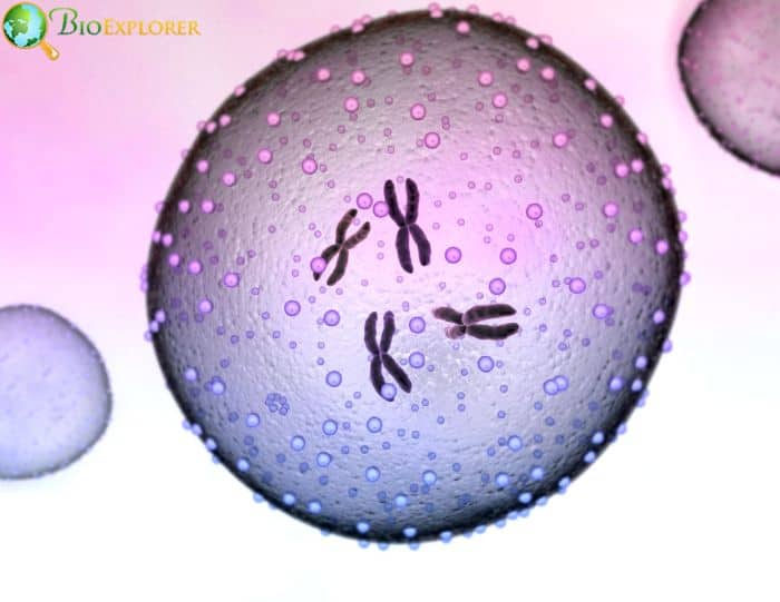 Chromatin Nucleus Chromatin Nucleus