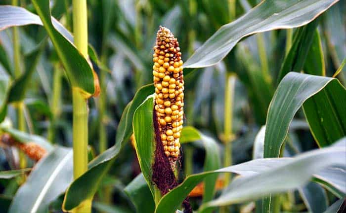Crop Damage Survey By Drones Crop Damage Survey By Drones
