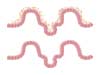 Digestive Track