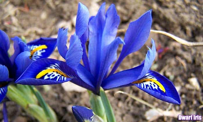Dwarf iris Dwarf iris