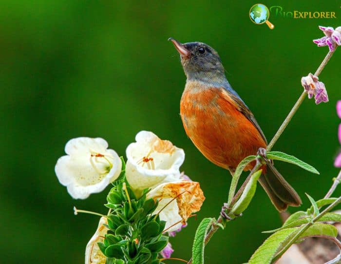 Flower Pollination Flower Pollination