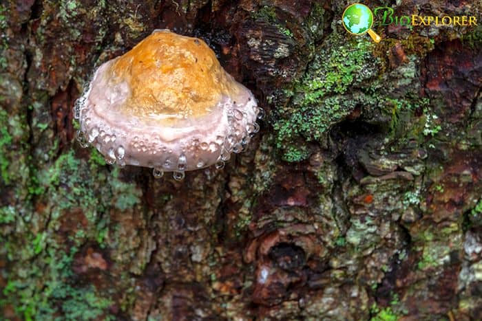Fungal Plant Infections Fungal Plant Infections