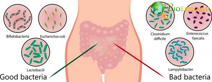 Gut Microbes Gut Microbes