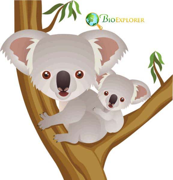 Koalas Koalas