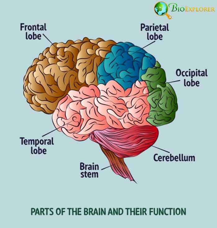 Male and Female Brain Structure Male and Female Brain Structure