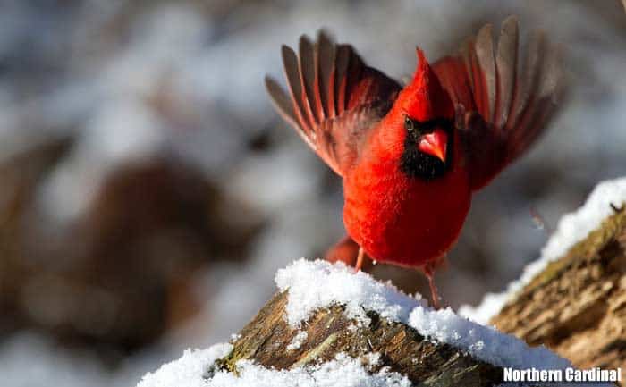 Northern Cardinal