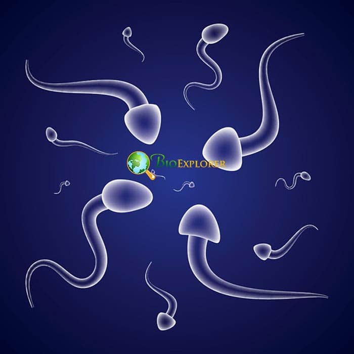 Oocyte Oocyte