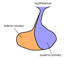 Pituitary Gland Pituitary Gland