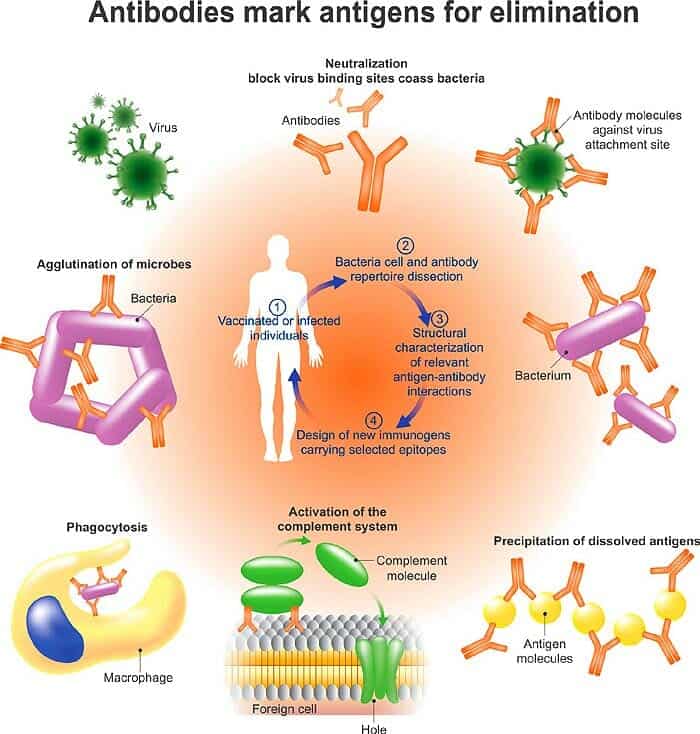 Plasma Antibodies Plasma Antibodies