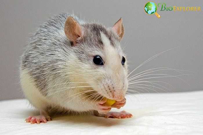 Rat Rat