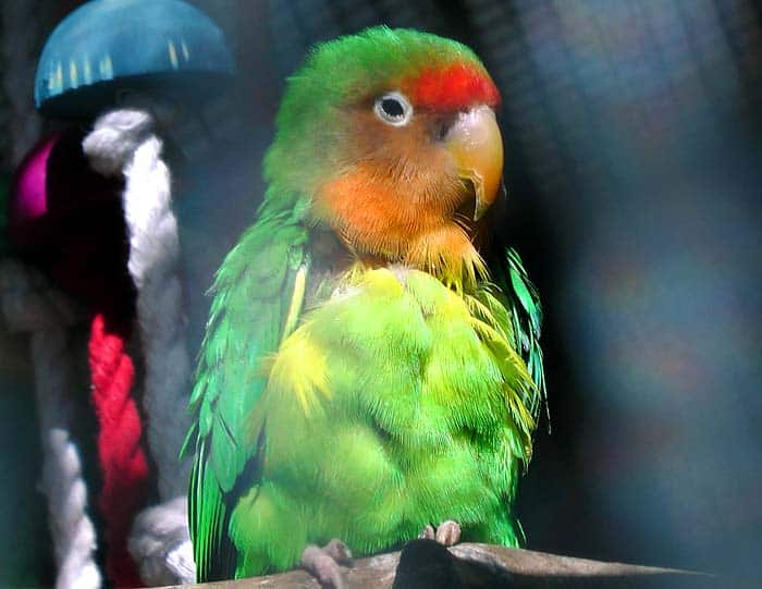 Rosy-faced Lovebird