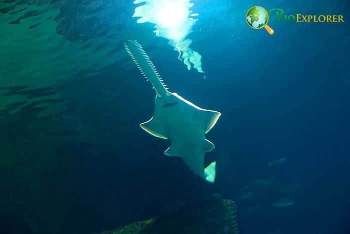 Sawfish In Florida Sawfish In Florida