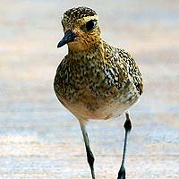 Shorebirds