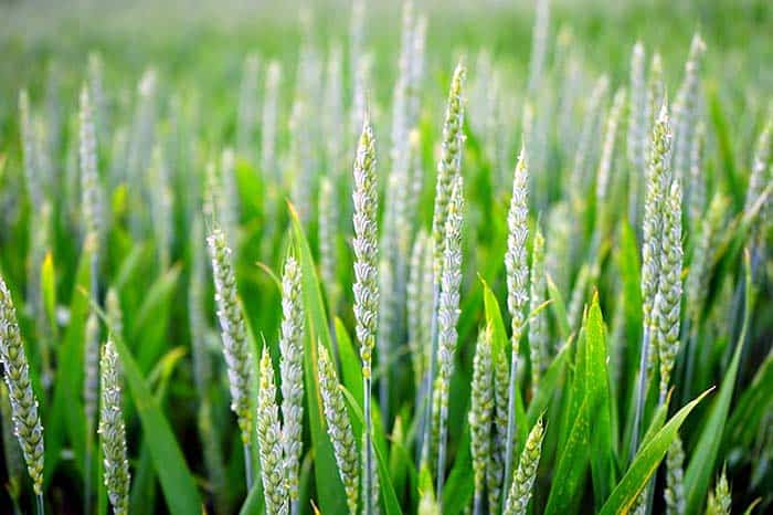 Wheat Wheat