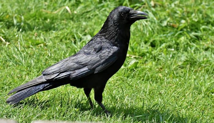 Are carrion crows protected in the UK? Are carrion crows protected in the UK?