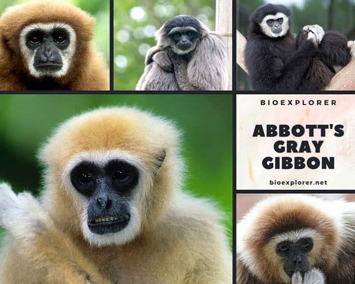 Abbott's Gray Gibbon Characteristics Hylobates abbotti Facts