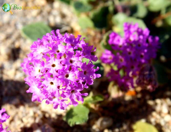 Abronia Villosa Plant Abronia Villosa Plant